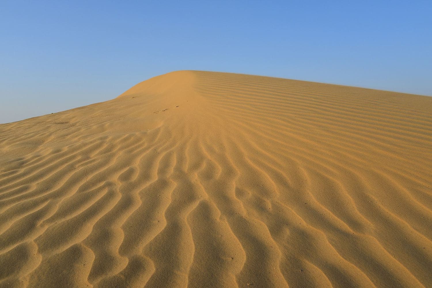 Wind-rippled sand dunes in the Thar Desert